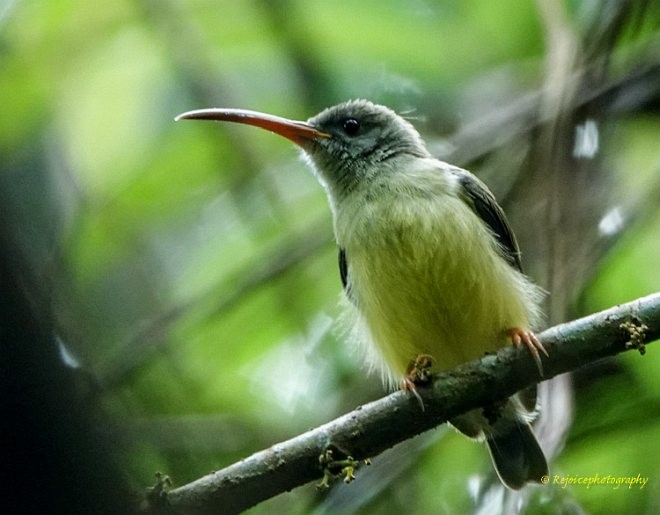 Little Spiderhunter - ML377588901