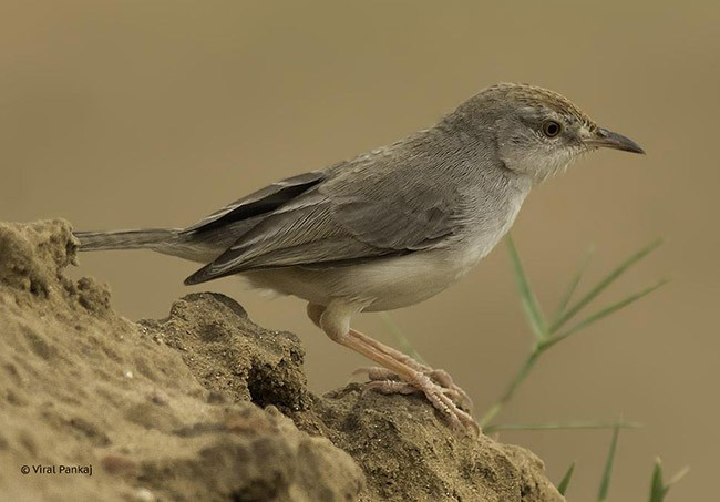 Rufous-fronted Prinia - Pankaj Maheria