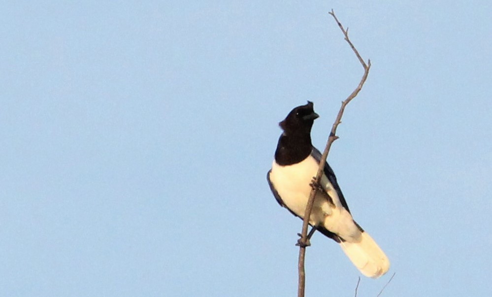 Curl-crested Jay - Miguel  Magro