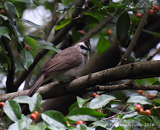 Yellow-vented Bulbul - ML377592181