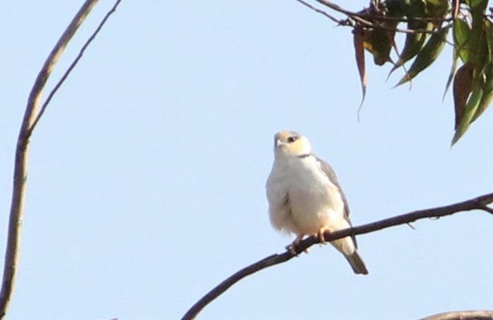 Pearl Kite - Miguel  Magro