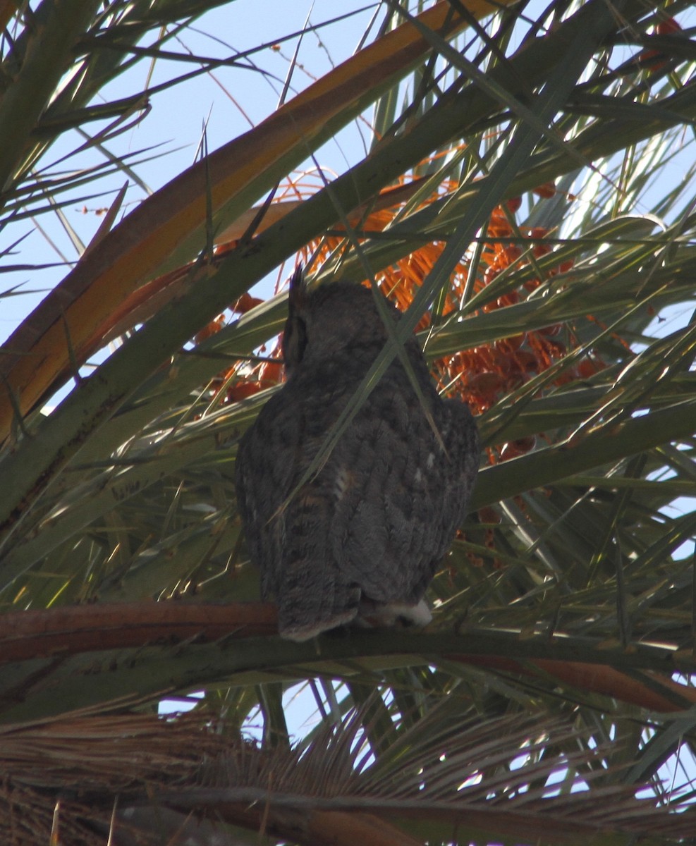 Great Horned Owl - ML37759261