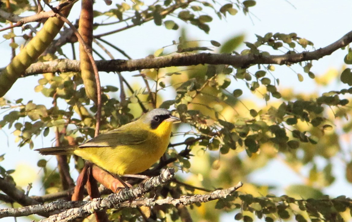 Southern Yellowthroat - Miguel  Magro