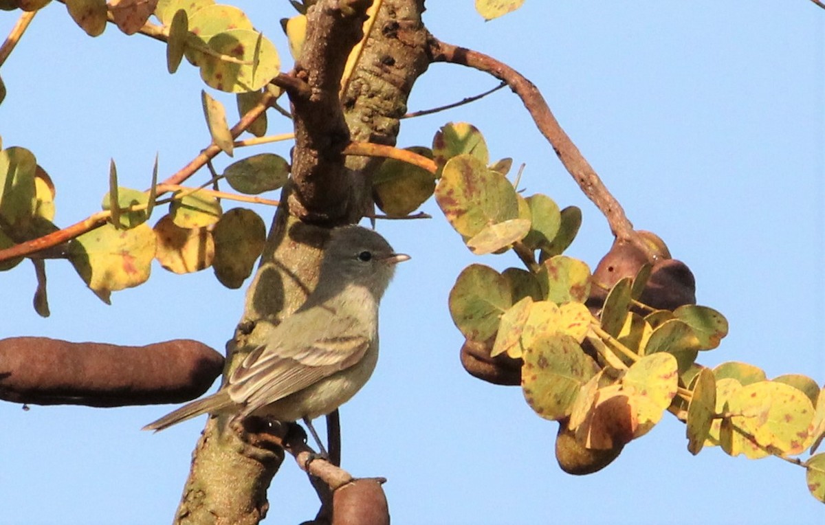 Southern Beardless-Tyrannulet - Miguel  Magro