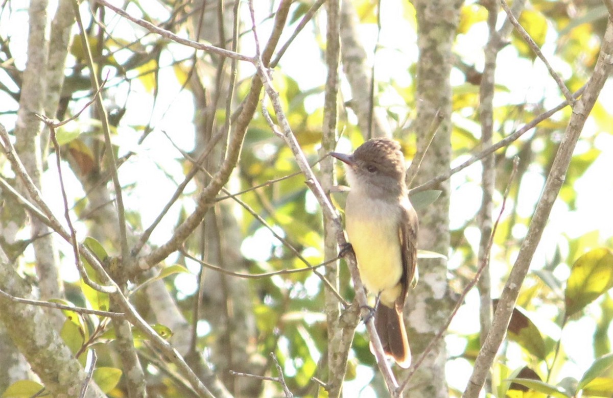 Brown-crested Flycatcher - Miguel  Magro