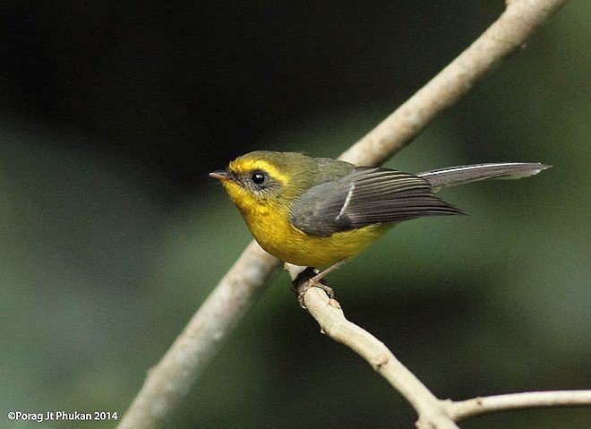 Yellow-bellied Fairy-Fantail - ML377593491