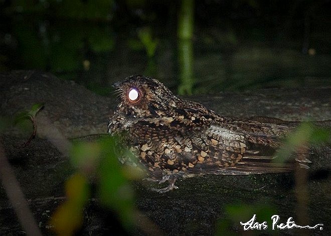 Salvadori's Nightjar - Lars Petersson | My World of Bird Photography