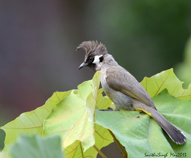 Himalayan Bulbul - ML377596681