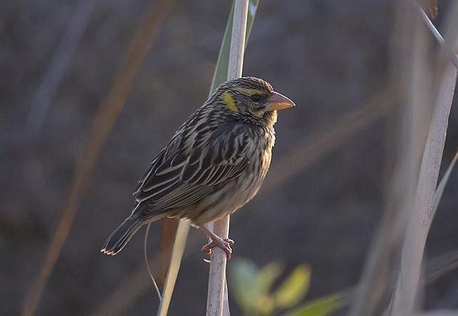 Streaked Weaver - ML377596891