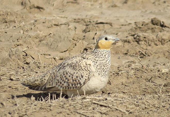 Spotted Sandgrouse - ML377596921