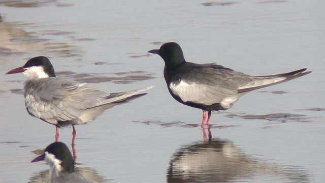 White-winged Tern - ML377597391