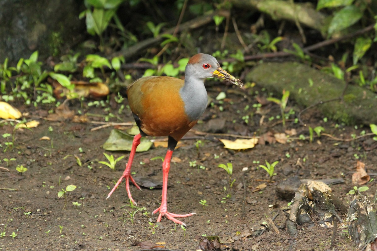 Russet-naped Wood-Rail - Carlos Funes