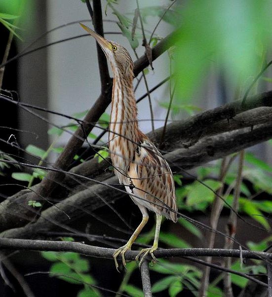 Yellow Bittern - ML377597961