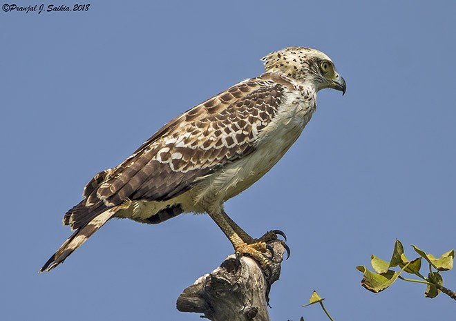 Crested Serpent-Eagle (Andaman) - ML377599891