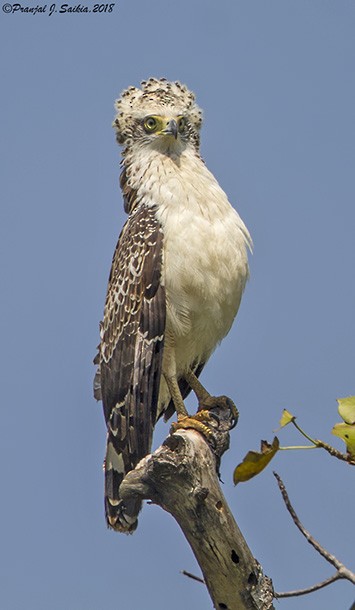 Crested Serpent-Eagle (Andaman) - Pranjal J. Saikia