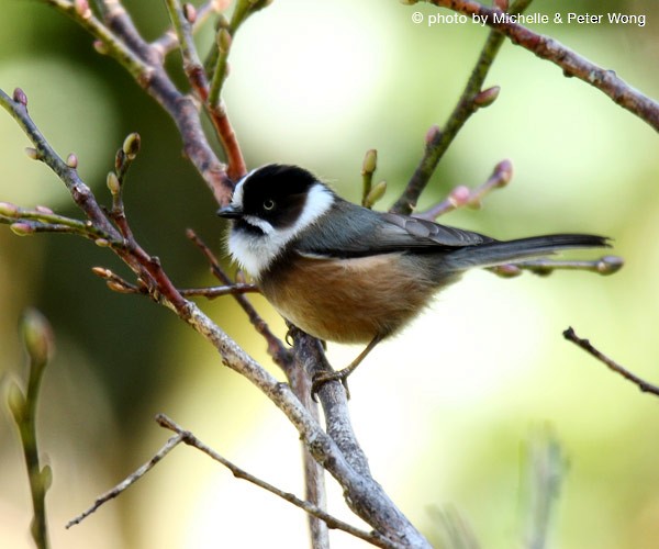 Black-browed Tit (Burmese) - Michelle & Peter Wong