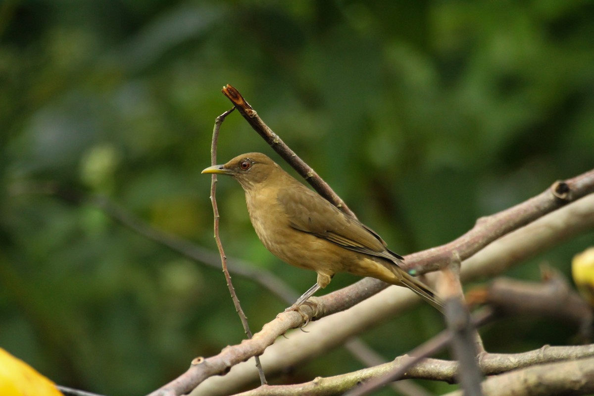 Clay-colored Thrush - Carlos Funes