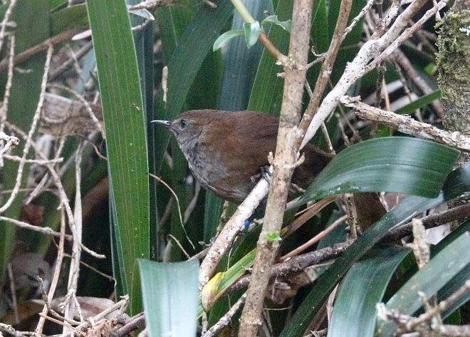 Friendly Bush Warbler - Kim Chuah Lim