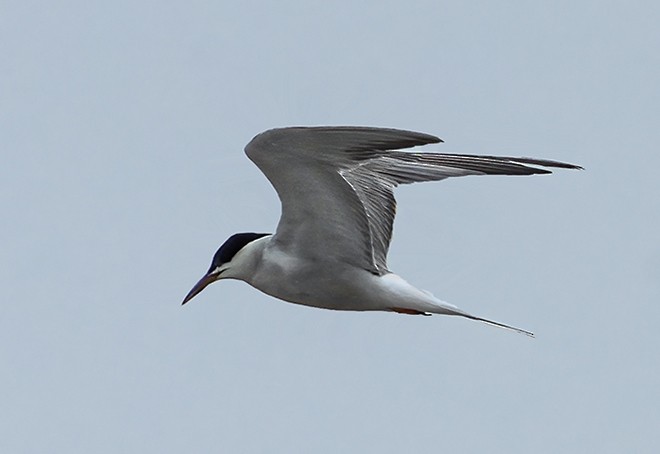 Common Tern - Tushar Bhagwat