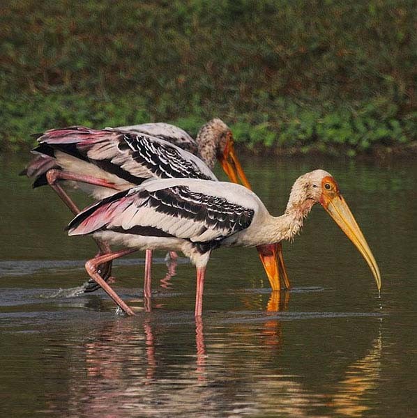 Painted Stork - ML377601021