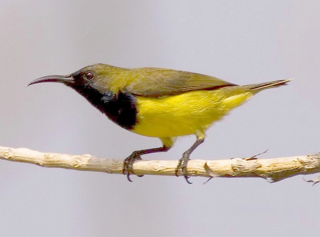 Ornate Sunbird - Niranjan Sant