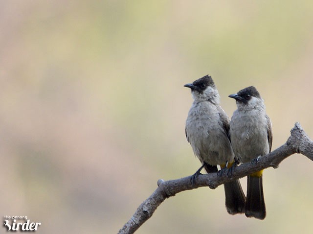 Bulbul Ventridorado - ML377601201