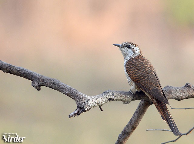 Banded Bay Cuckoo - ML377601211