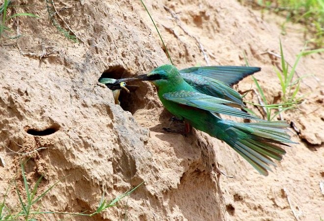 Blue-cheeked Bee-eater - ML377602291