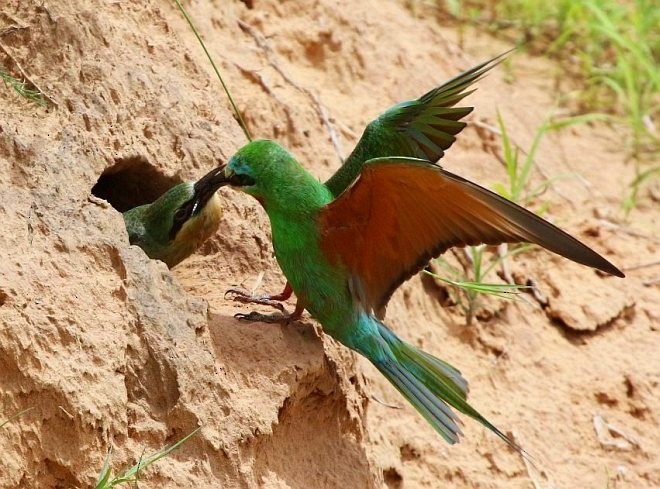 Blue-cheeked Bee-eater - ML377602301