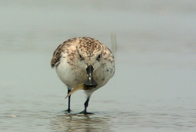 Spoon-billed Sandpiper - Jonathan Martinez