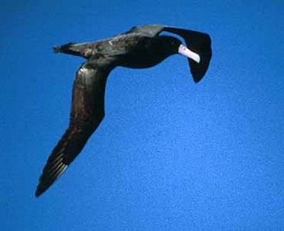 albatros bělohřbetý - ML377603721