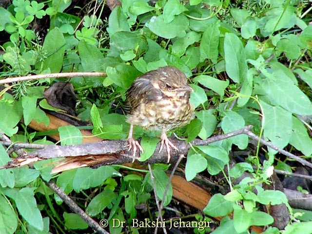 Tickell's Thrush - ML377604191