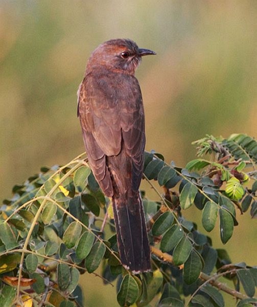 Gray-bellied Cuckoo - ML377604811