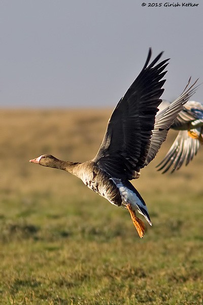 Greater White-fronted Goose - ML377605471