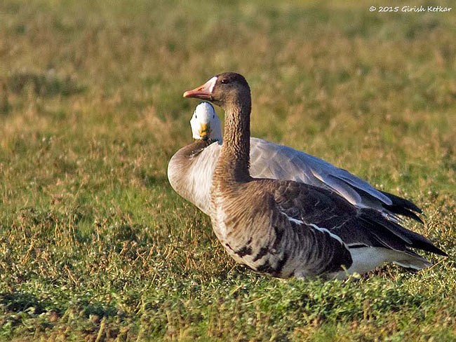 Greater White-fronted Goose - ML377605621