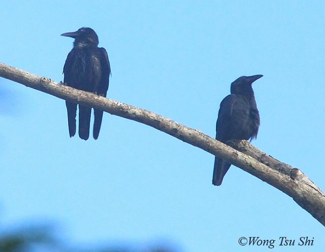 Slender-billed Crow (Sunda) - ML377605771