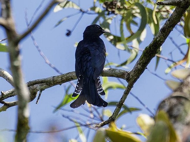 Moluccan Drongo-Cuckoo - ML377606101