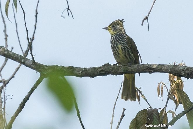 Striated Bulbul - ML377606401