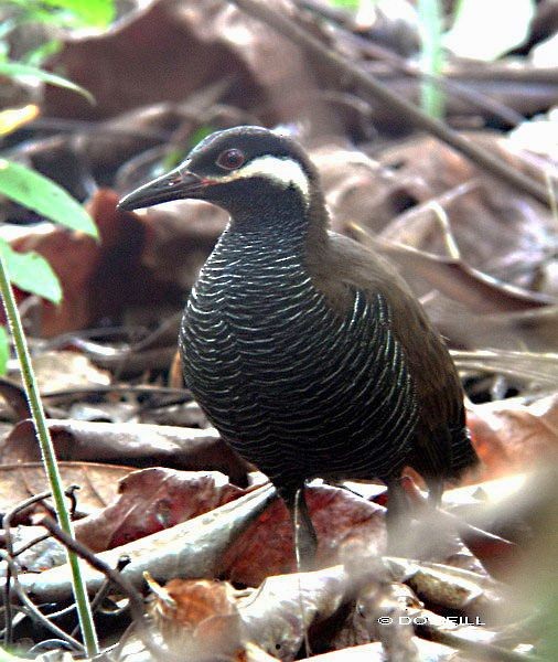 Barred Rail - ML377606611