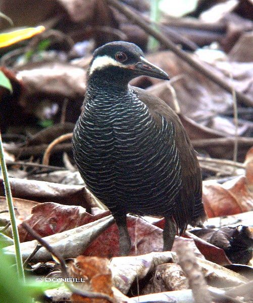 Barred Rail - ML377606641