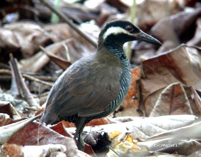 Barred Rail - ML377606671