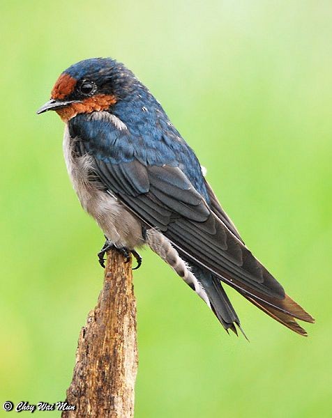 Pacific Swallow (Pacific) - Choy Wai Mun