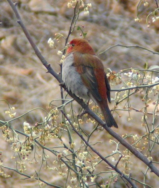 Crimson-browed Finch - ML377606831