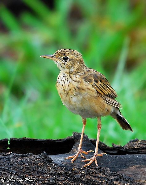 Paddyfield Pipit - ML377606881