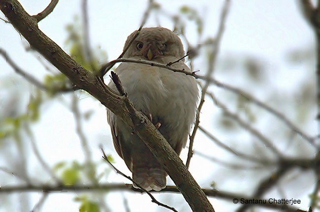 Asian Barred Owlet - ML377607491