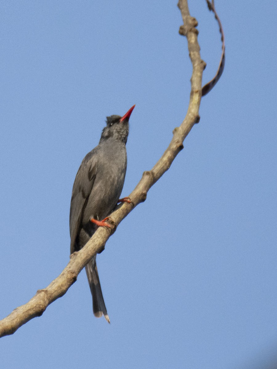 Bulbul Negro (sinensis/ambiens) - ML377608101