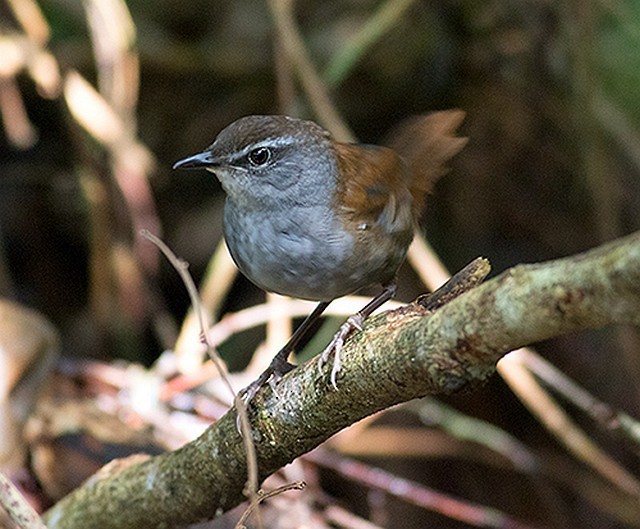 Sulawesi Bush Warbler - ML377608441