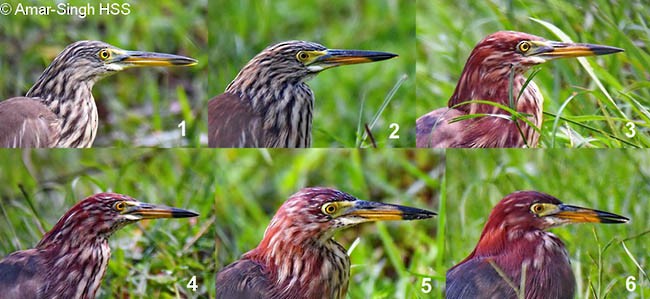 Chinese Pond-Heron - ML377608721