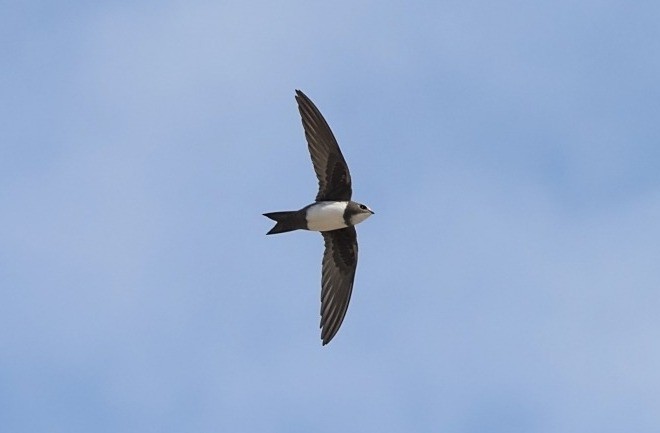 Alpine Swift - ML377608861