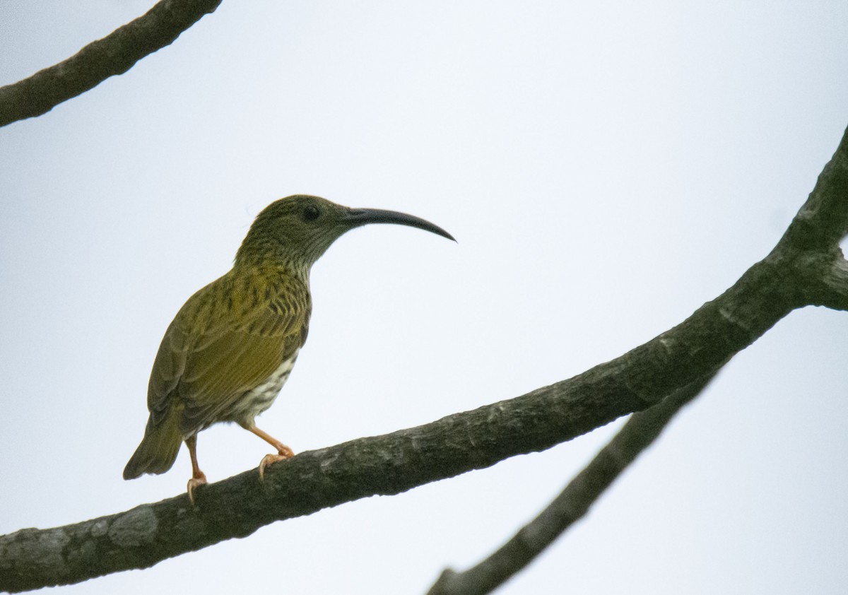 Streaked Spiderhunter - ML377609231